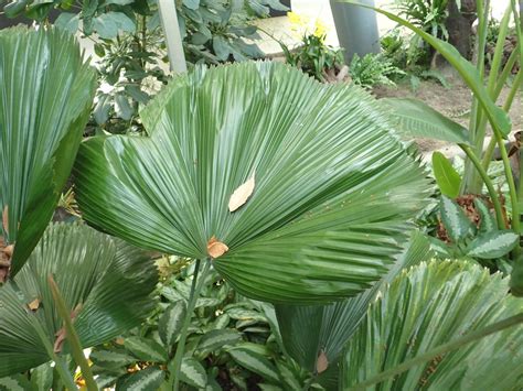 圓葉植物有哪些|圓葉植物有哪些